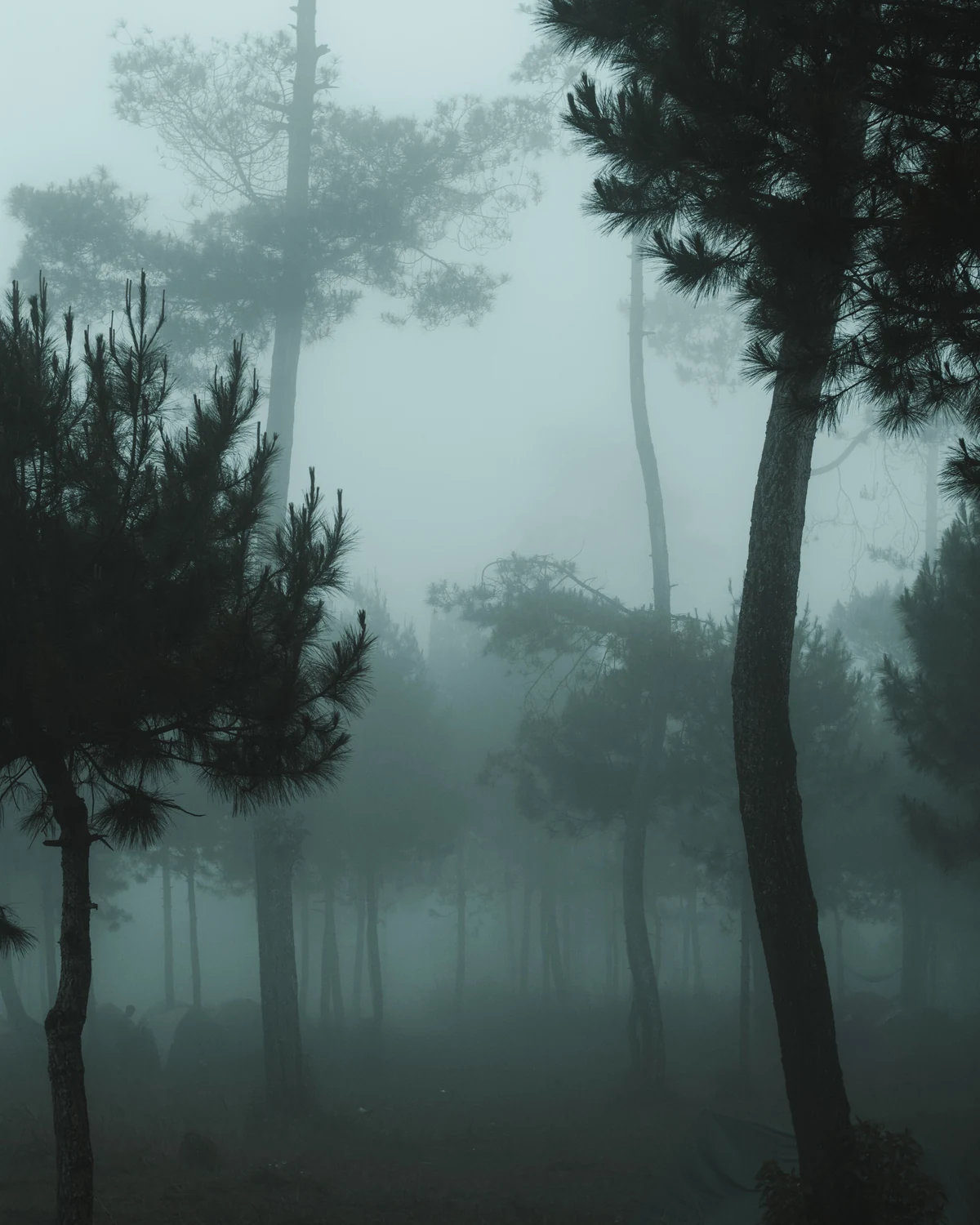 Fog drifting between tall trees in a forest softening the light between the trunks.