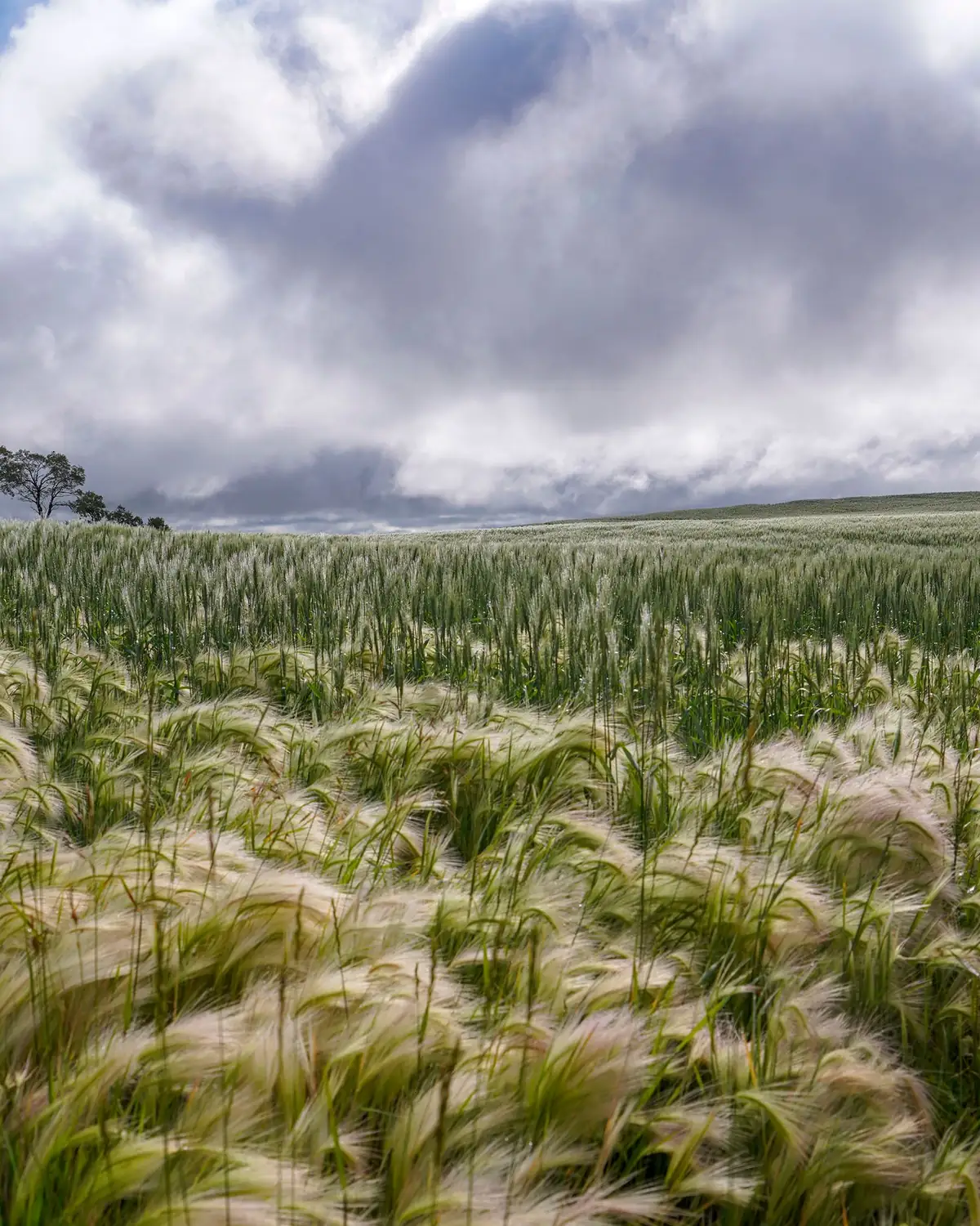 A barley field bending in strong wind under a heavy grey sky.