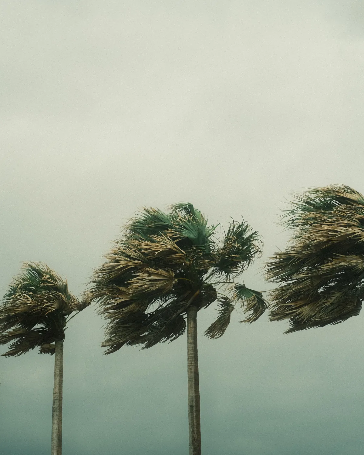 Palm fronds bent sideways by strong wind under a grey overcast sky.