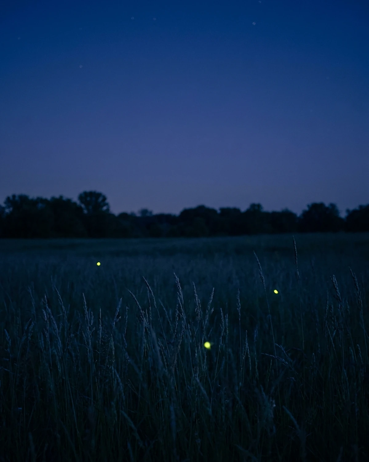 Flash Science cover illustration — How Do Fireflies Make Light?