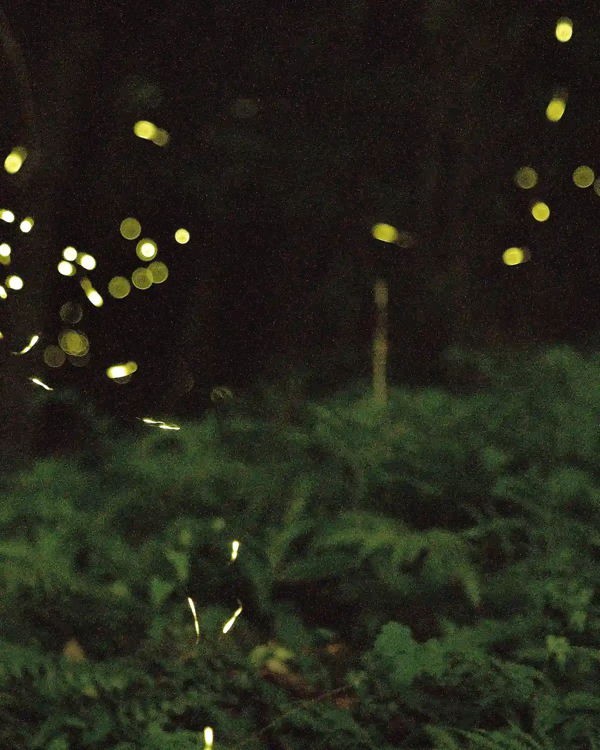 Scattered points of yellow firefly light hanging above dark grass and trees at night.