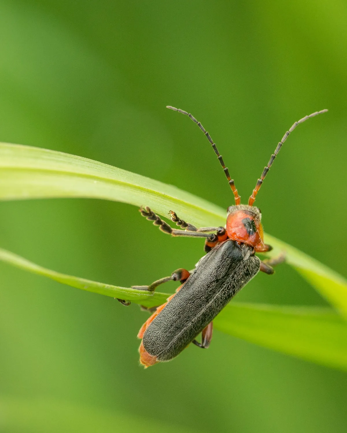 A firefly beetle resting on a green blade of grass in daylight, seen close up.