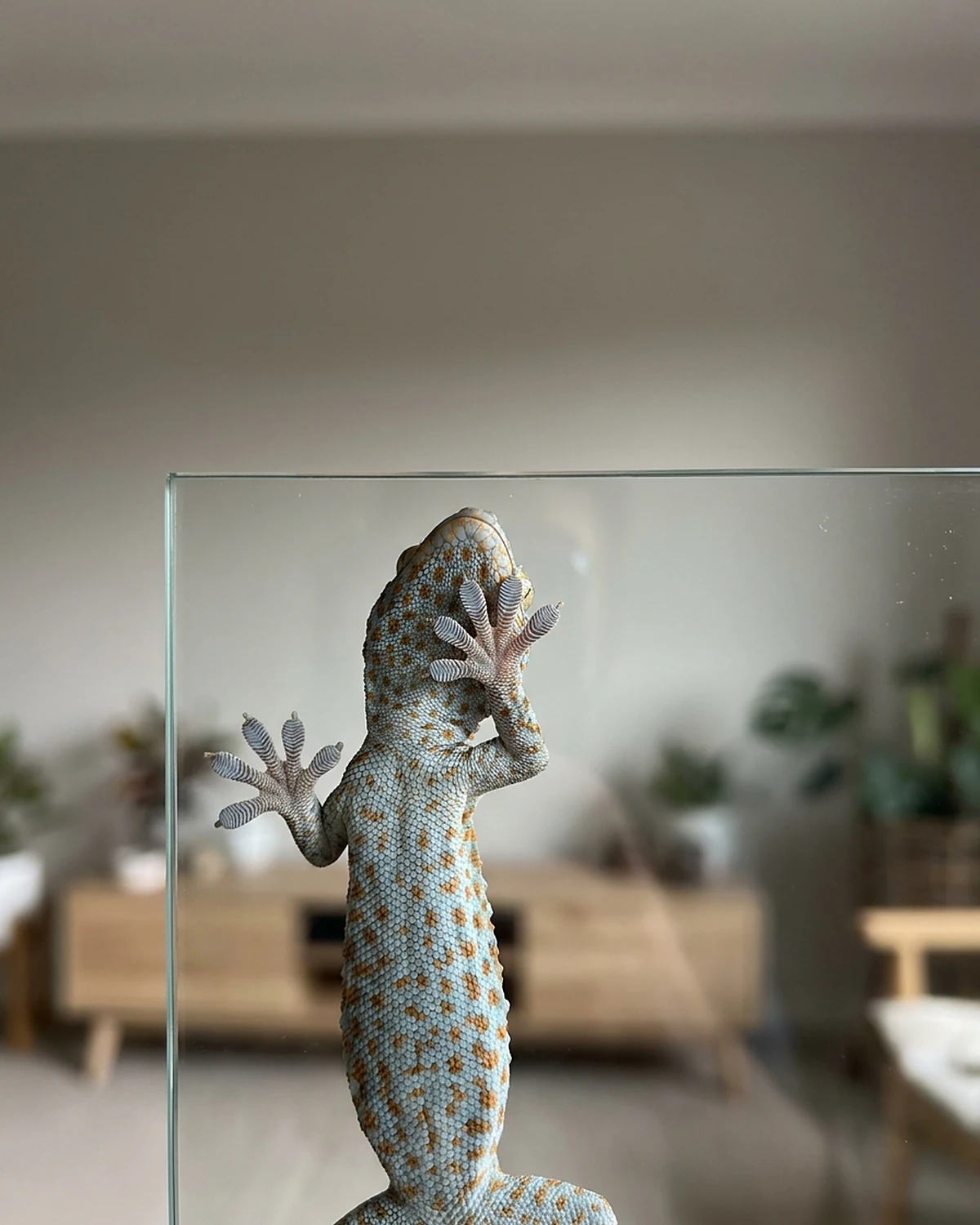 Flash Science cover illustration — How Do Geckos Walk on Walls?