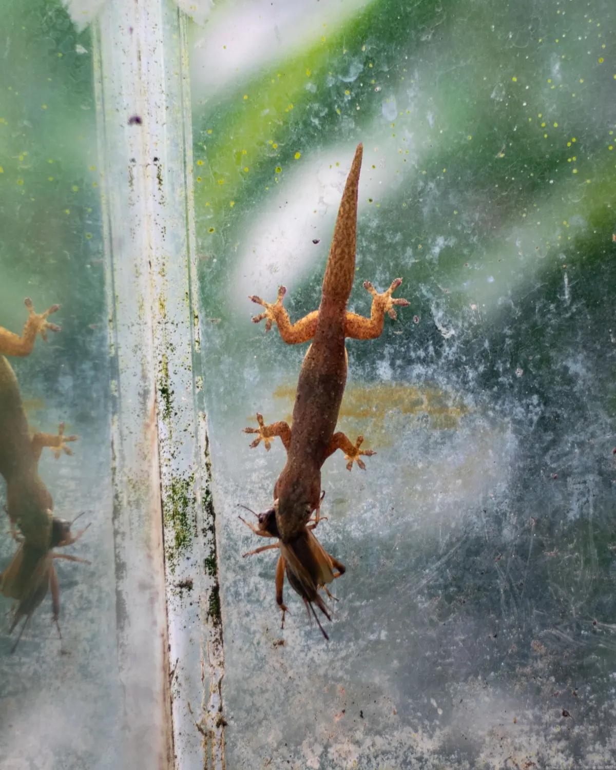 A gecko clinging to a vertical pane of glass, its splayed toes pressed flat against the surface.