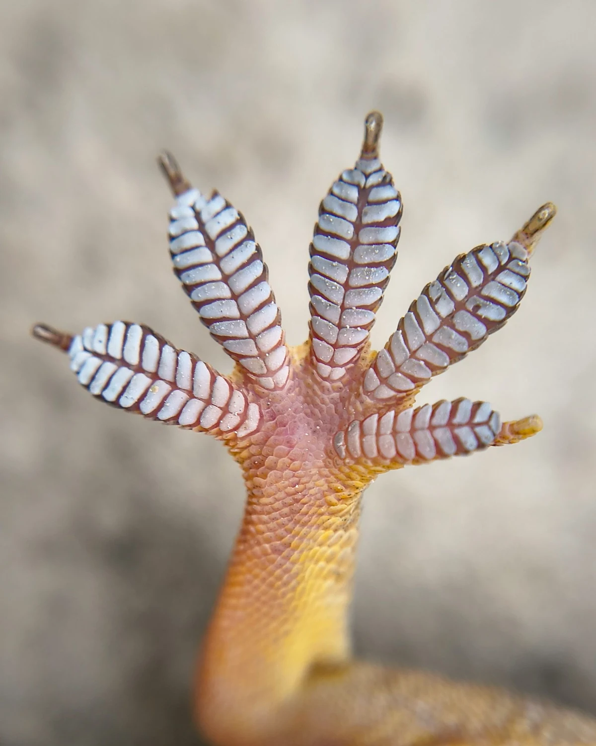 Close view of a gecko's foot with toes splayed, showing the ridged pads on their undersides.