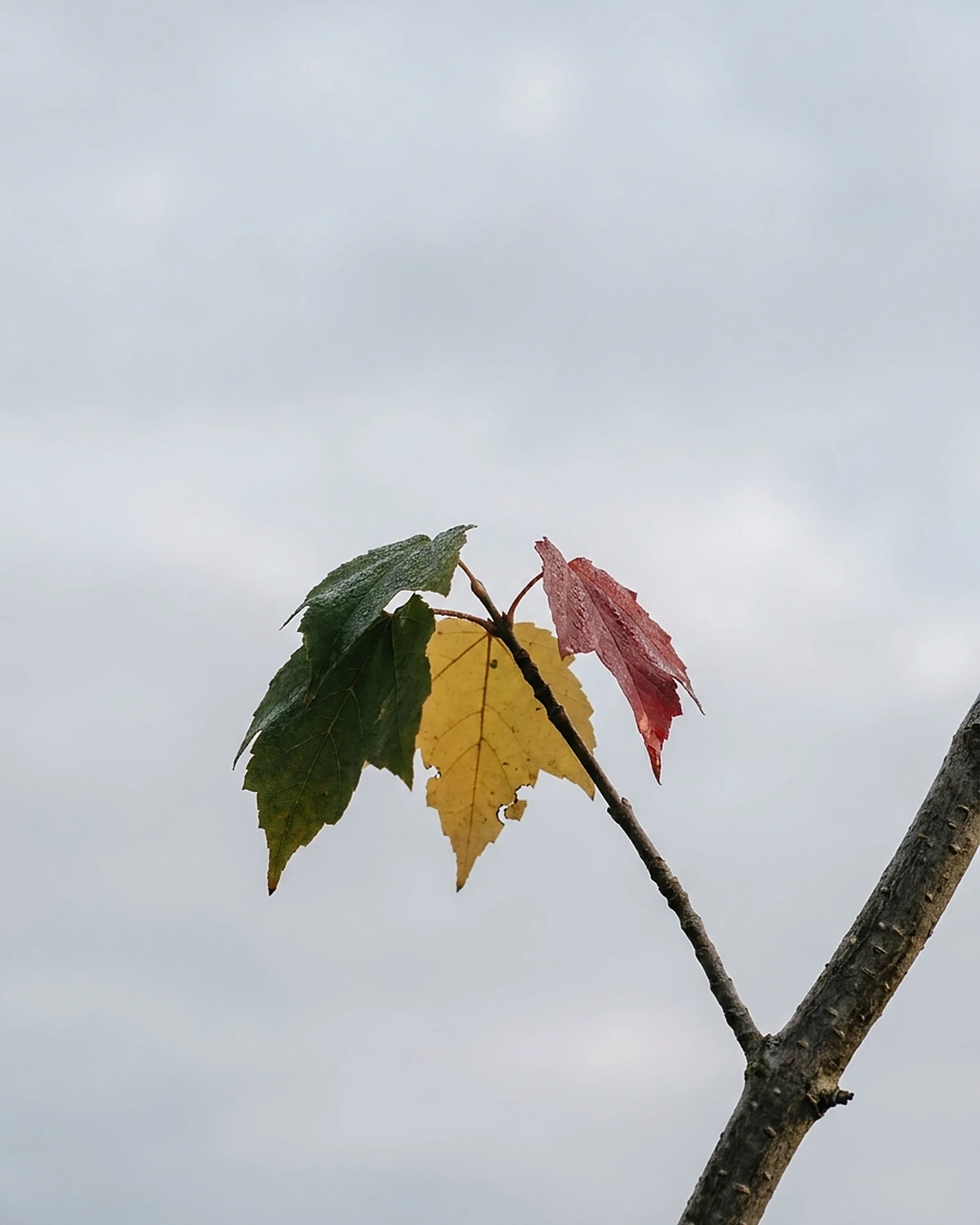 Flash Science cover illustration — Why Do Leaves Change Color in Fall?