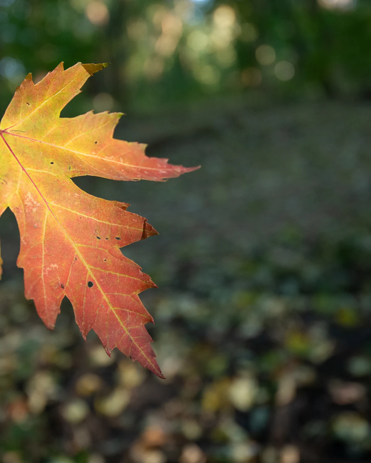 A maple leaf shading from green at its base to orange at its tips, lying on grass.
