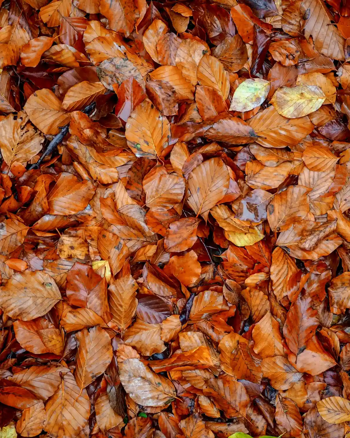 A dense layer of wet brown and orange beech leaves covering the ground.
